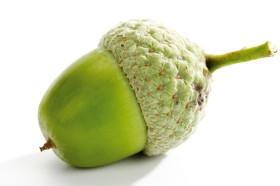 acorn